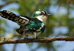 Diederik Cuckoo