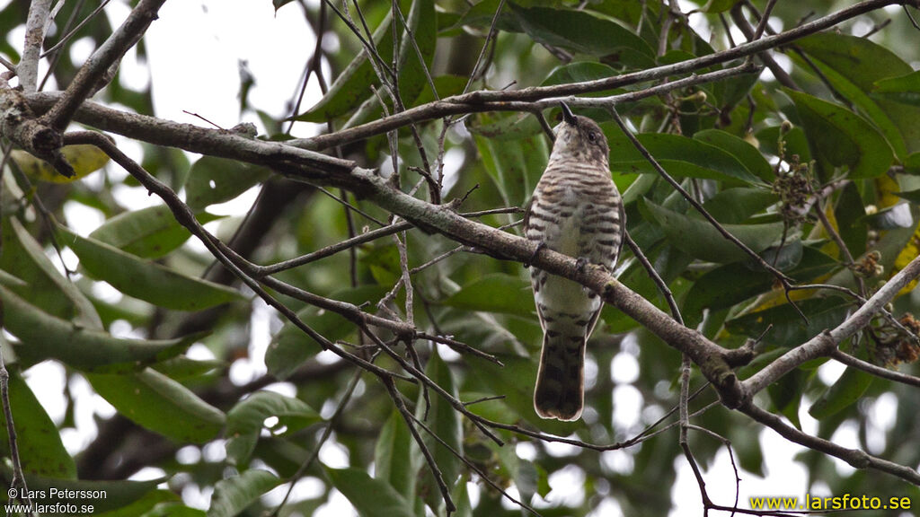 Shining Bronze Cuckoo