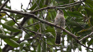 Shining Bronze Cuckoo