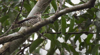 Shining Bronze Cuckoo