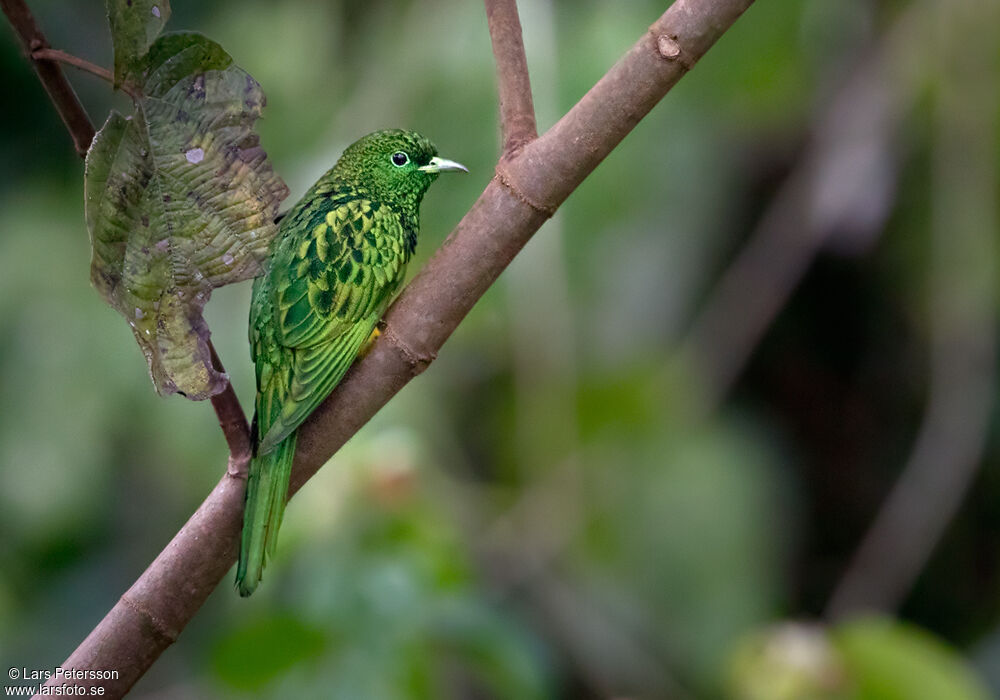 African Emerald Cuckoo