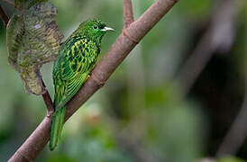 African Emerald Cuckoo