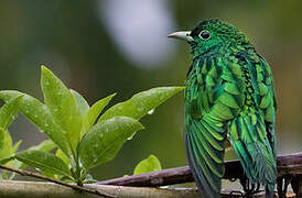 African Emerald Cuckoo