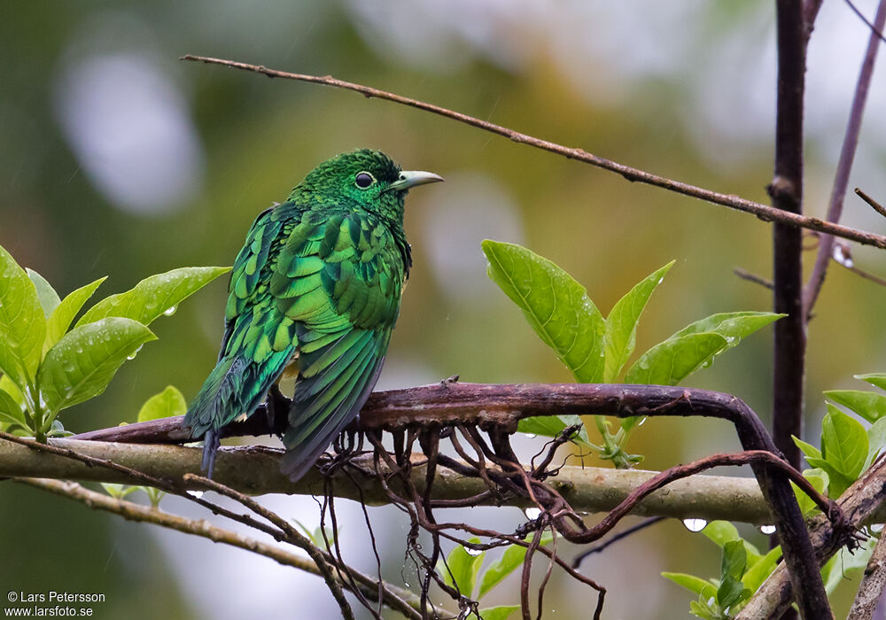 African Emerald Cuckoo