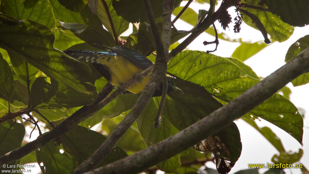 African Emerald Cuckoo