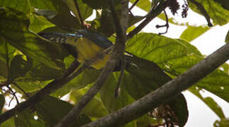 African Emerald Cuckoo