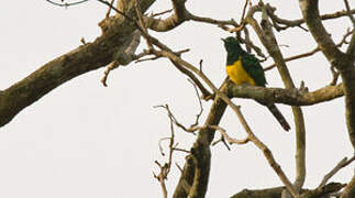 African Emerald Cuckoo