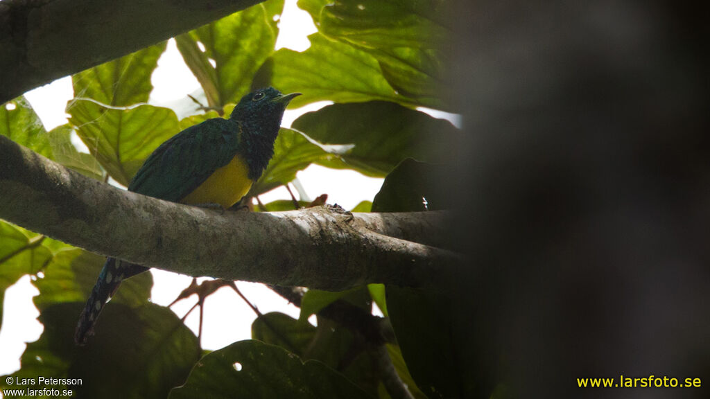 African Emerald Cuckoo