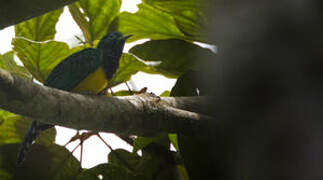 African Emerald Cuckoo