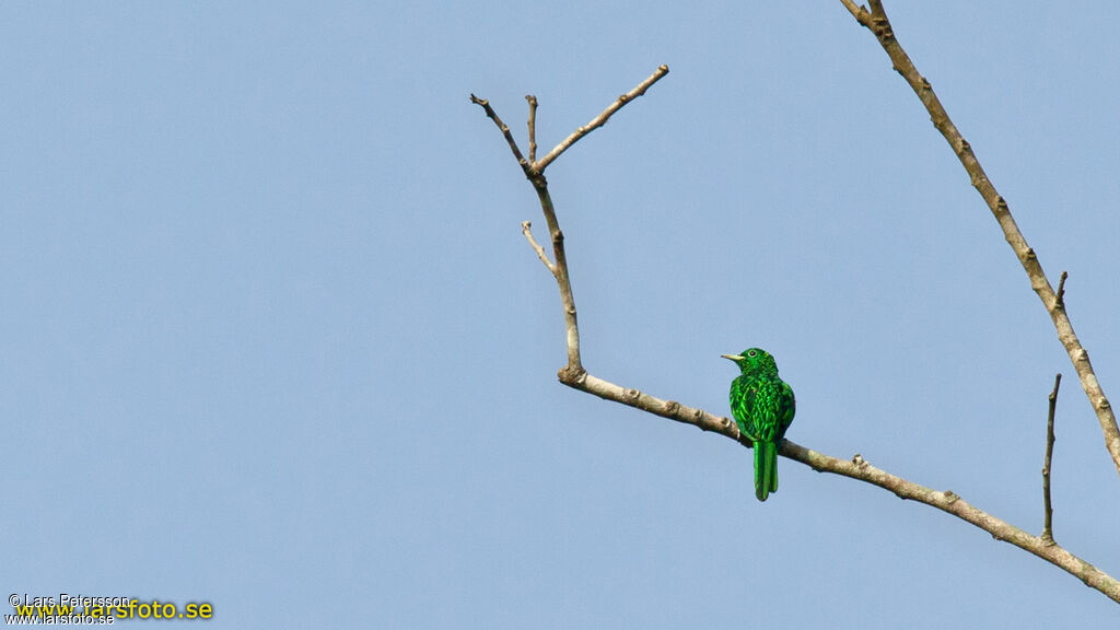 African Emerald Cuckoo