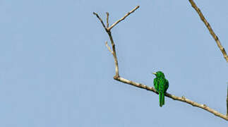 African Emerald Cuckoo