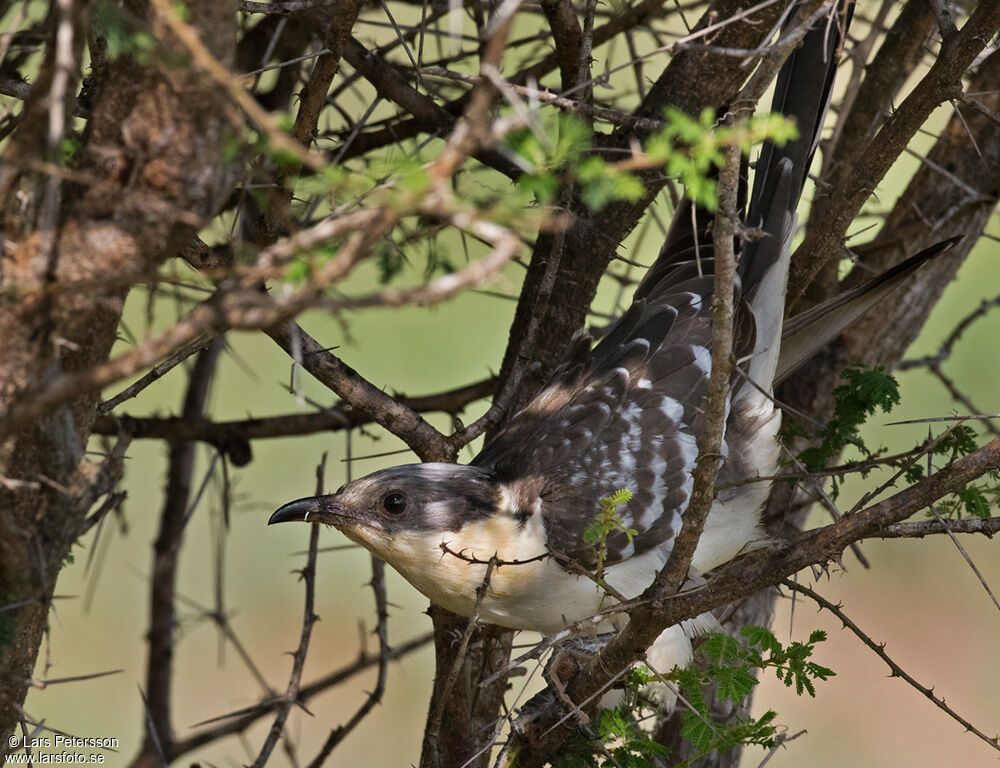 Great Spotted Cuckoo