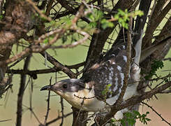 Great Spotted Cuckoo