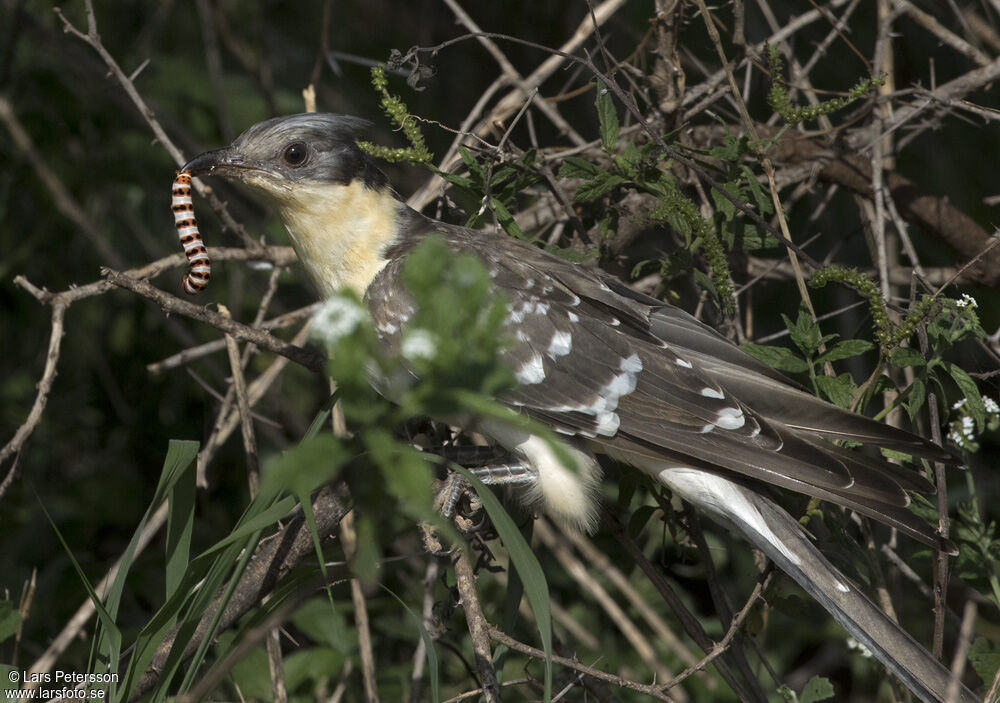 Great Spotted Cuckoo