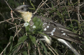 Great Spotted Cuckoo