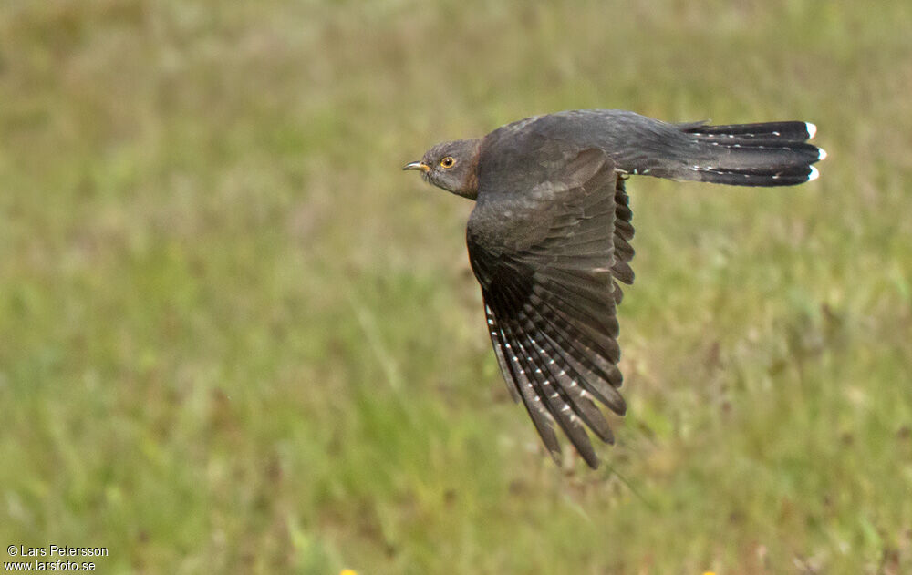 Common Cuckoo