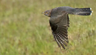 Common Cuckoo