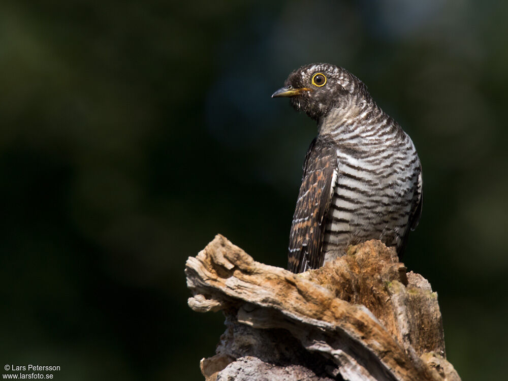 Common Cuckoo