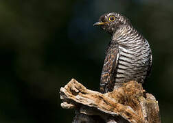 Common Cuckoo