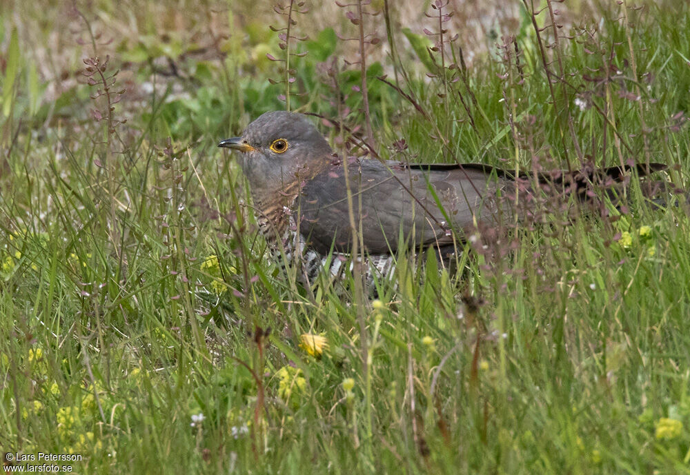 Common Cuckoo