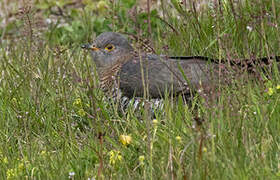 Common Cuckoo