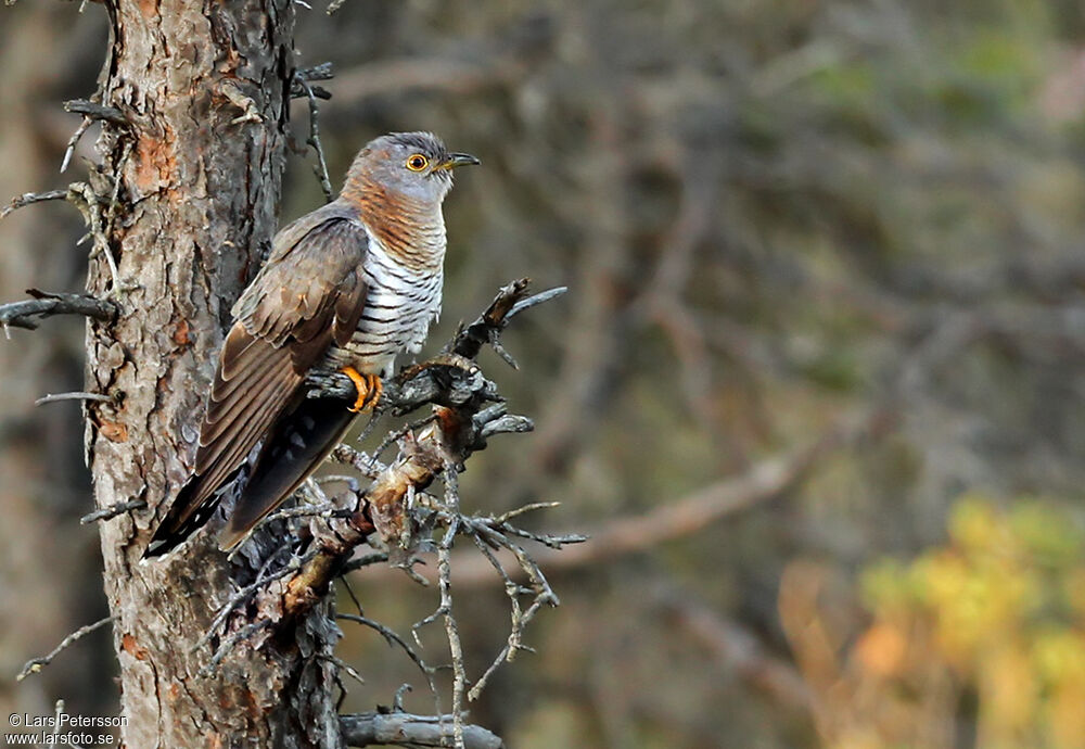 Common Cuckoo