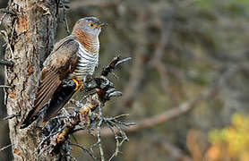 Common Cuckoo