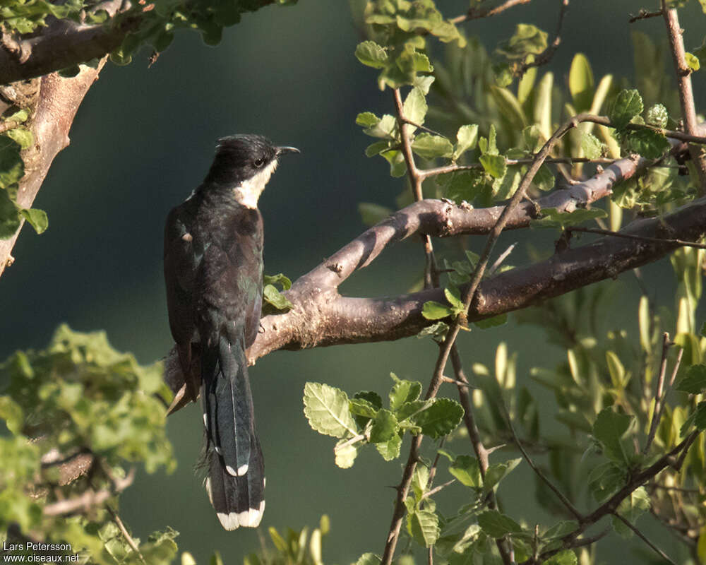 Coucou jacobinadulte, habitat