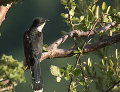 Jacobin Cuckoo