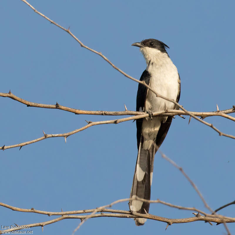 Jacobin Cuckooadult, pigmentation, Behaviour