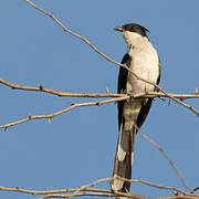 Jacobin Cuckoo