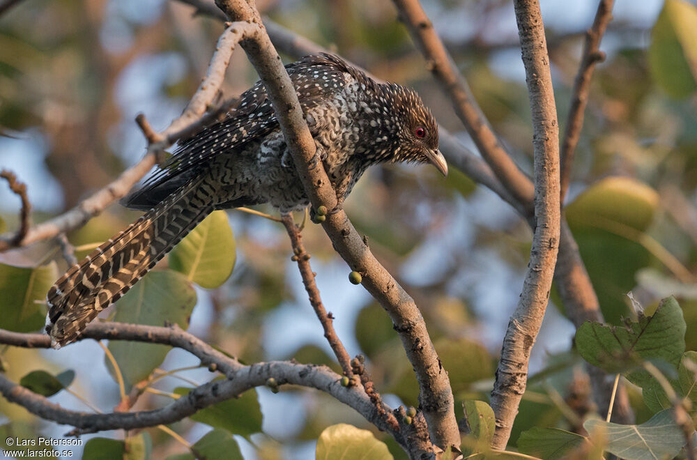 Asian Koel