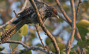 Asian Koel