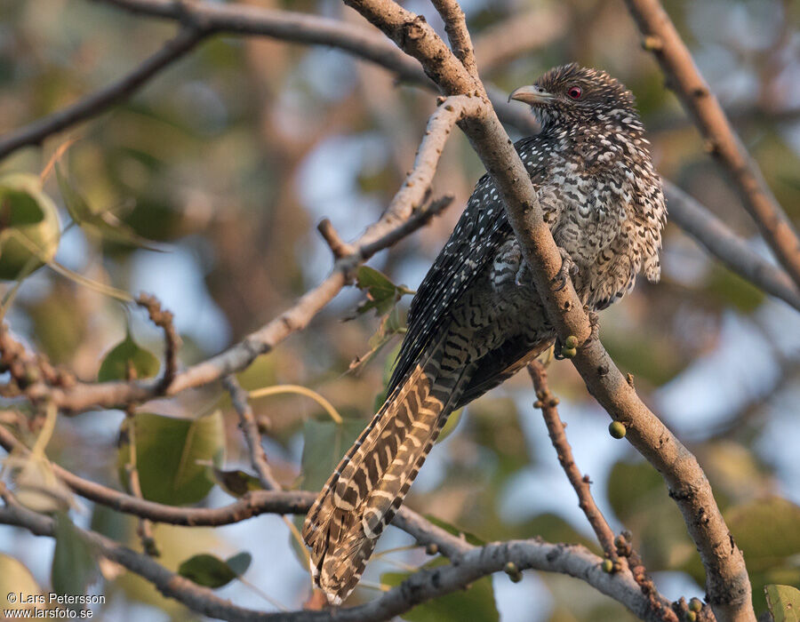 Asian Koel