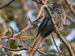 Asian Koel