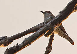 Little Bronze Cuckoo