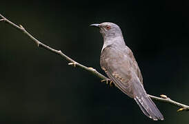 Plaintive Cuckoo