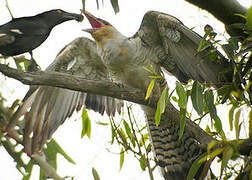 Channel-billed Cuckoo