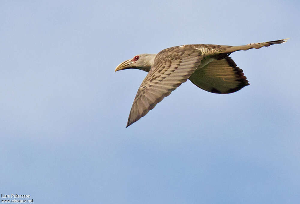 Channel-billed Cuckooadult, Flight