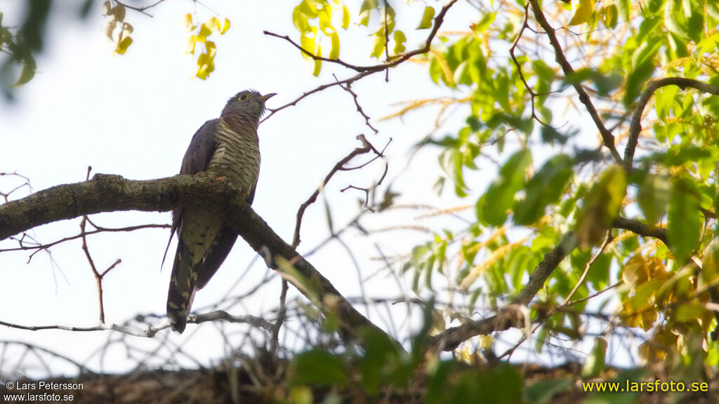 Red-chested Cuckoo