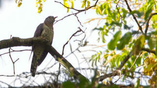 Red-chested Cuckoo