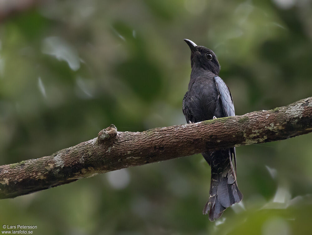 Square-tailed Drongo-Cuckoo