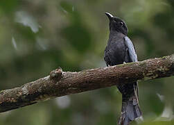 Square-tailed Drongo-Cuckoo