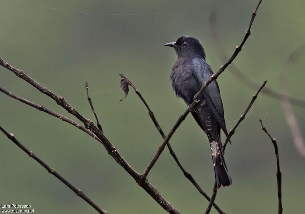 Fork-tailed Drongo-Cuckooadult, identification