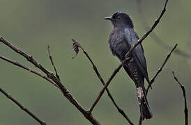 Fork-tailed Drongo-Cuckoo