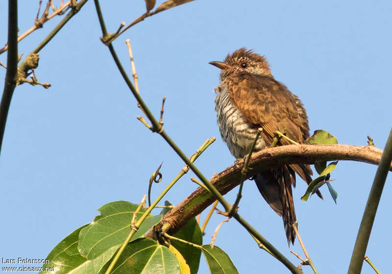 Violet Cuckoo female, identification