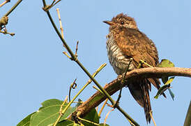 Violet Cuckoo