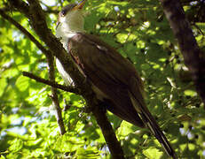 Yellow-billed Cuckoo