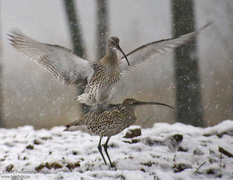 Eurasian Curlew