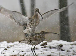 Eurasian Curlew